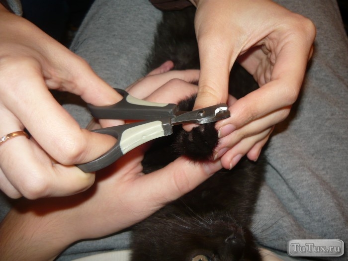 Подстричь когти кошке в домашних условиях когтерезкой. Когтерез-ножницы лапки 22600184. Стрижка когтей у кошек. Стрижка когтей у кошек и собак.