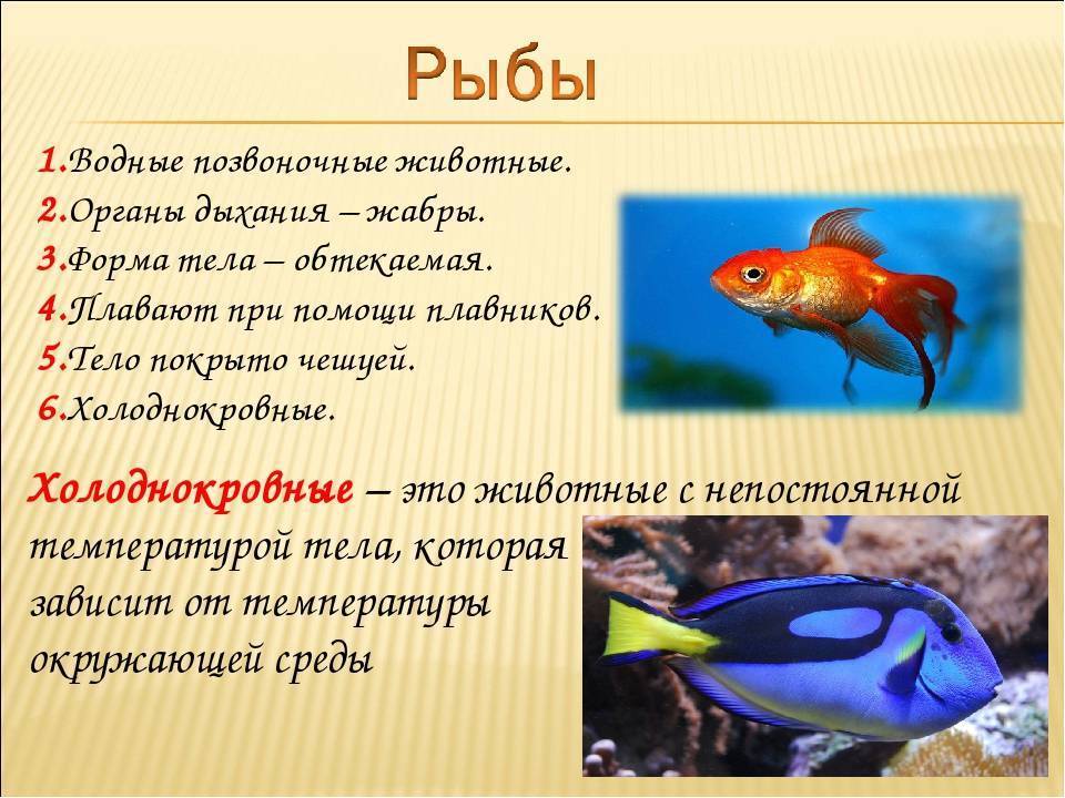 Рыбы 10 класс. Доклад про рыб. Сообщение на тему рыбы. Рыбы 3 класс. Презентация на тему рыбы.