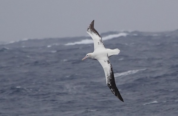 Странствующий альбатрос в полёте