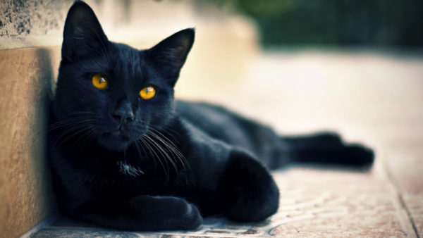 Черный кот отдыхает