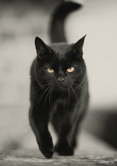 Черный кот крупным планом