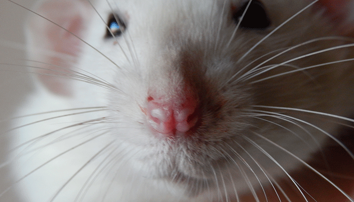 Порфирин у домашних крыс: причины возникновения, способы лечения и профилактики