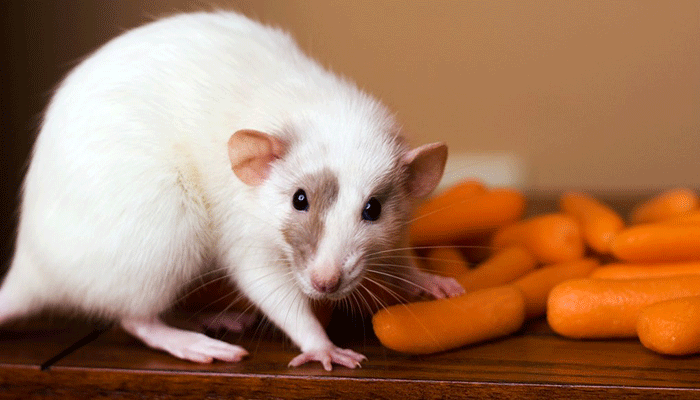 Порфирин у домашних крыс: причины возникновения, способы лечения и профилактики