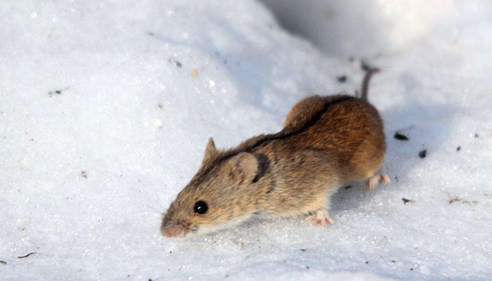 Большая семья маленьких грызунов: разновидности мышей
