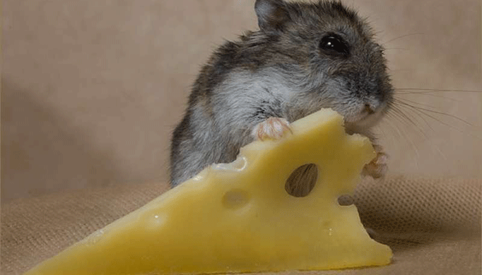 Нужен ли сыр джунгарику?
