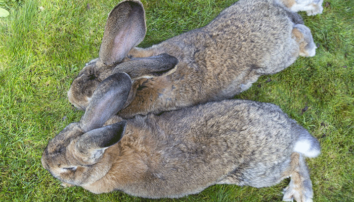 Одной морковкой не накормишь. Самые крупные кролики в мире: фото и описание