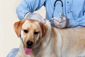 Прививка от клещей - эффективная помощь собаке, которая много гуляет