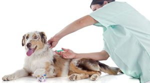 Календарь прививок для собак - до года и последующие ревакцинации
