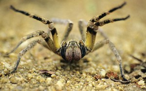 Бразильский странствующий паук - внешность