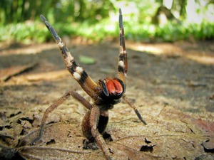 Агрессивный бразильский паук - смертельно ядовит