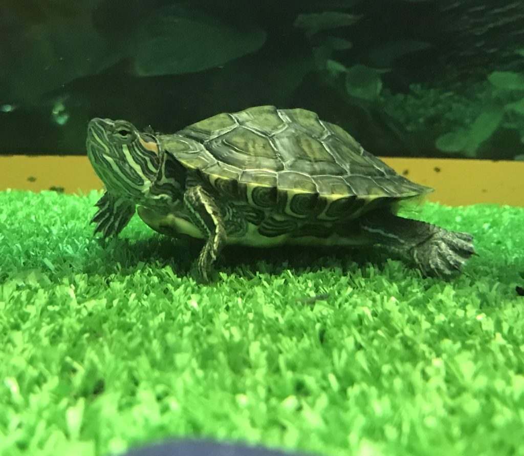 Красноухая черепаха в кавариуме