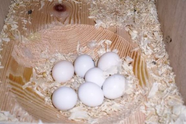 Яйца волнистых попугаев