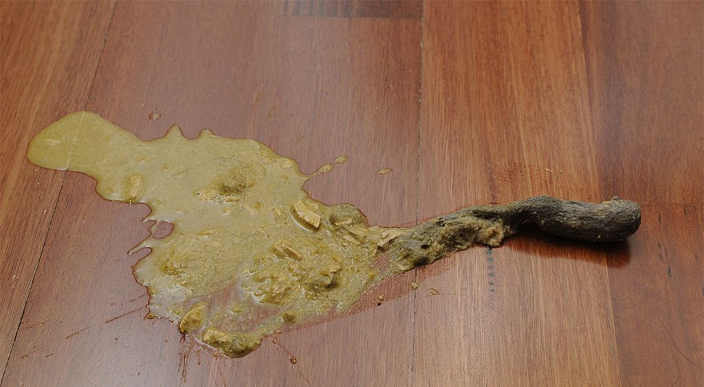 Рвота с шерстью у кошек