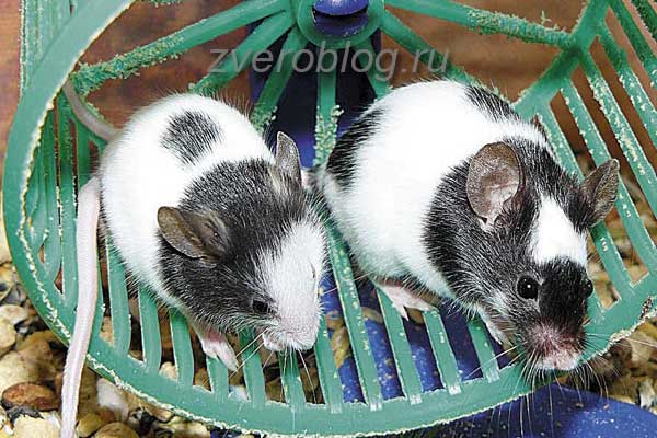 Мышки в колесе - советы по содержанию и уходу
