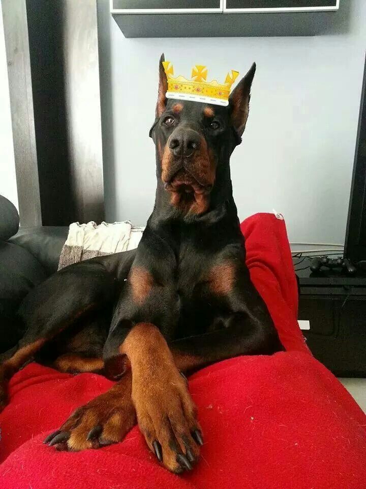 как ухаживать за доберманом