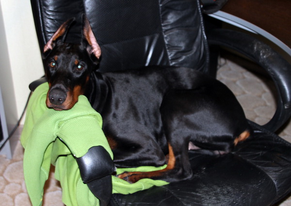 где содержать добермана