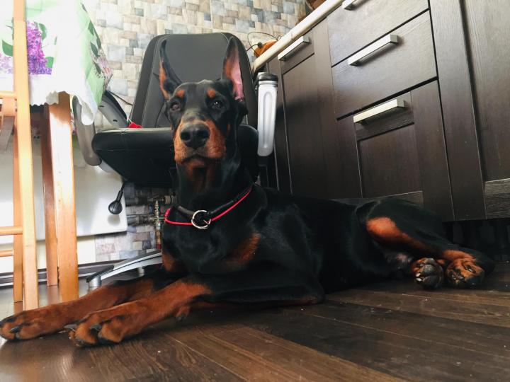 содержание добермана