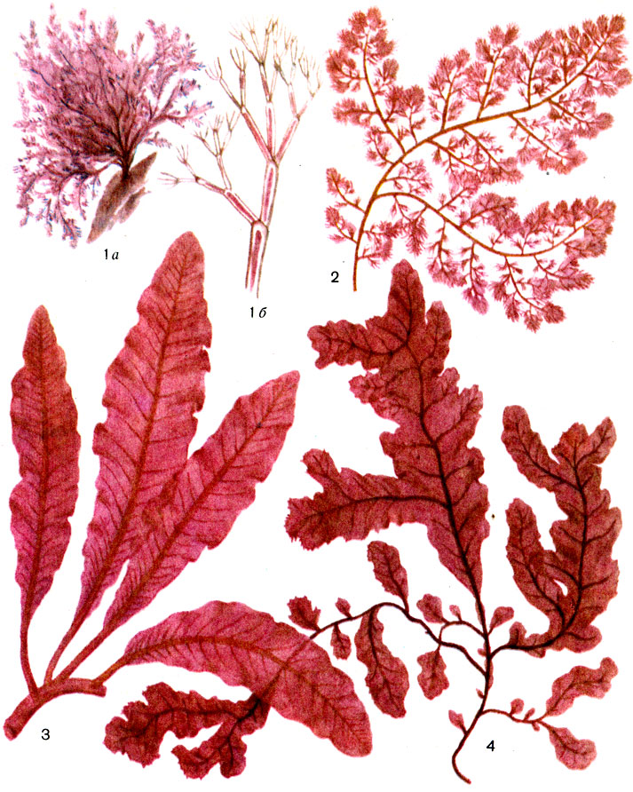 Отдел Красные водоросли (багрянки) - Rhodophycophytа [1978 Гарибова ...