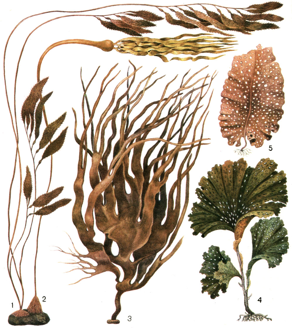 Строение слоевища бурых водорослей [1977 - - Жизнь растений. Том 3 ...