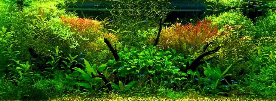 Напутствие Начинающим в выращивании растений в аквариуме: purga_tao
