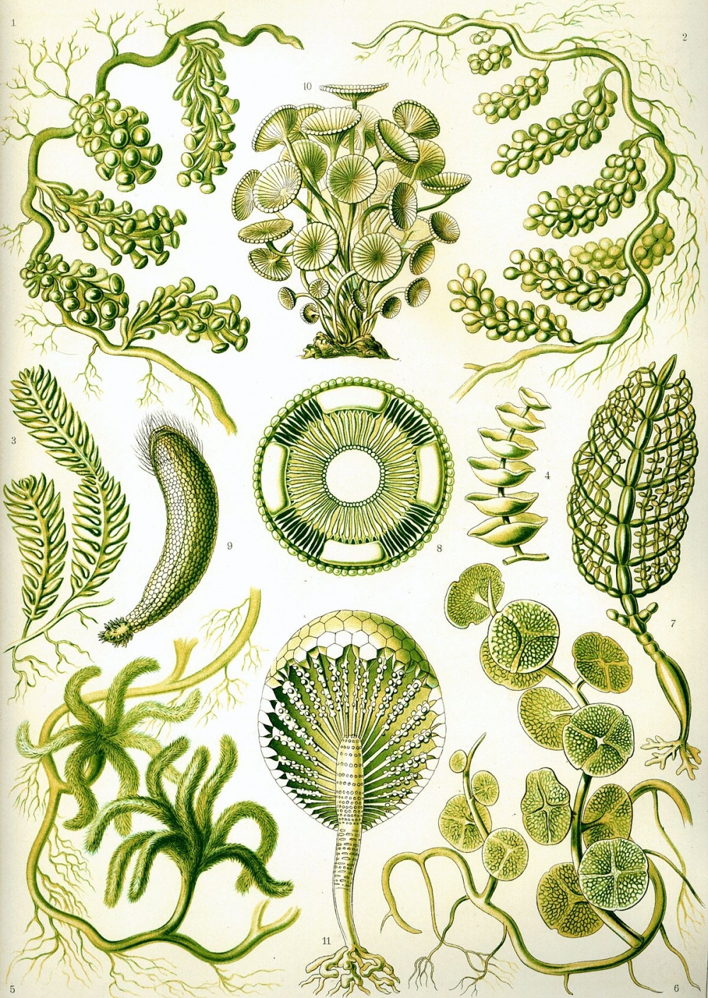 Зеленые водоросли — Википедия